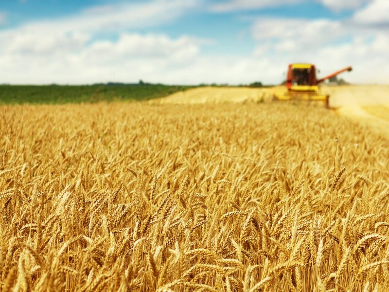 Началась уборка урожая зерновых культур