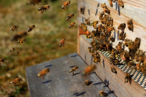Информируем владельцев пчелопасек о намерении по проведению работ по защите озимых зерновых культур от болезней, вредителей и сорняков..